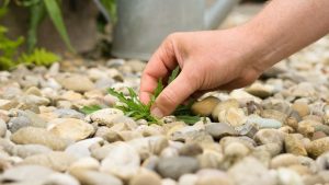 Entretenir un jardin en gravier dans les Pyrénées-Orientales.