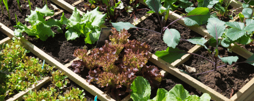 jardinière et potager